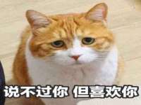 南京灰背鸟商贸有限公司