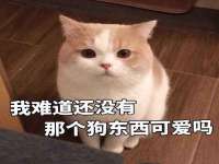 南京灰背鸟商贸有限公司
