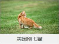 南京灰背鸟商贸有限公司