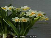 南京灰背鸟商贸有限公司