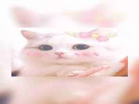 南京灰背鸟商贸有限公司