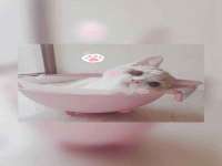 南京灰背鸟商贸有限公司