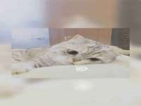 南京灰背鸟商贸有限公司