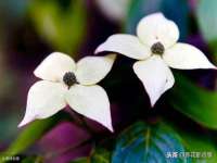 南京灰背鸟商贸有限公司