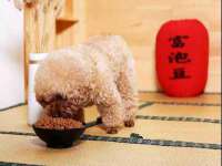 南京灰背鸟商贸有限公司