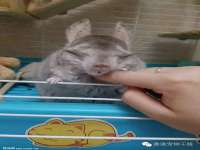 南京灰背鸟商贸有限公司