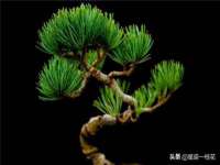 南京灰背鸟商贸有限公司